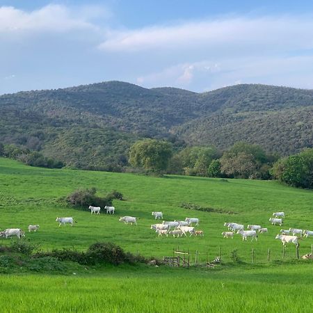 Fattoria Tolomei Campagnatico Kültér fotó