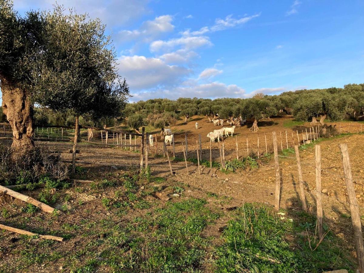 Fattoria Tolomei Campagnatico Kültér fotó