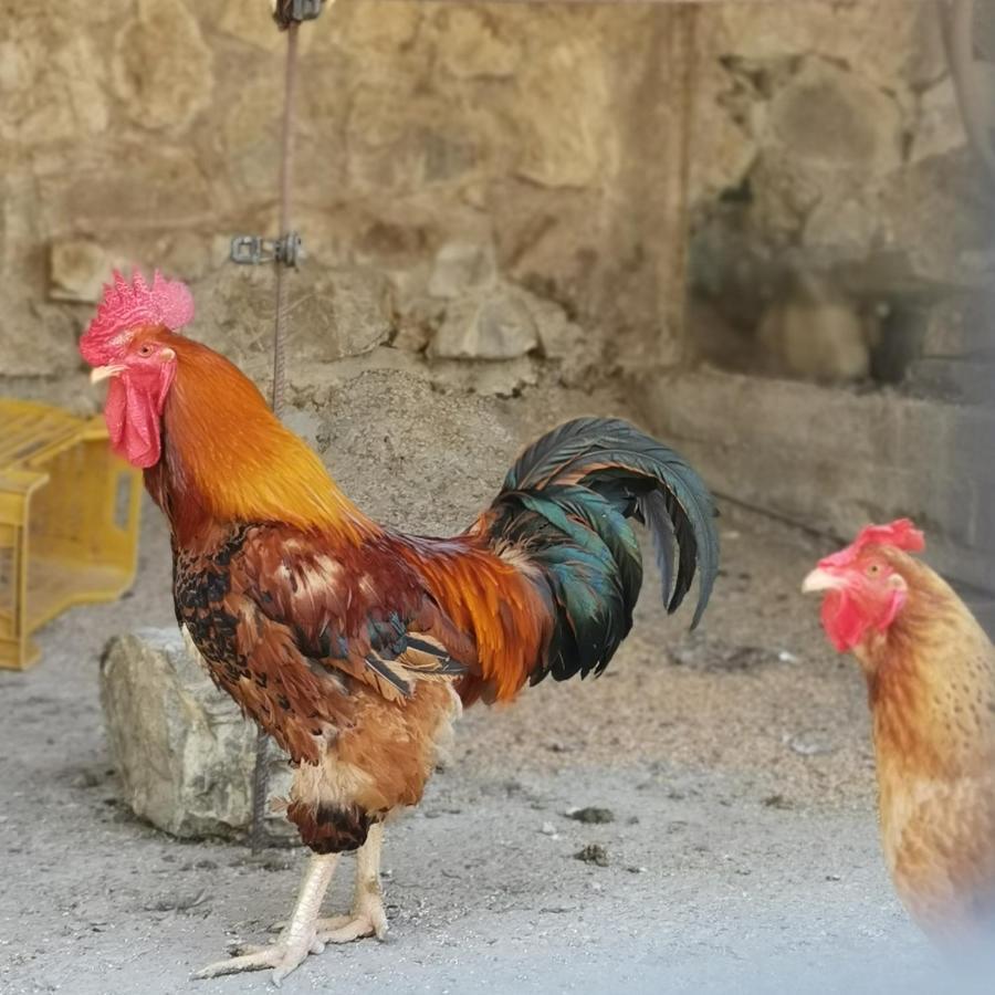 Fattoria Tolomei Campagnatico Kültér fotó