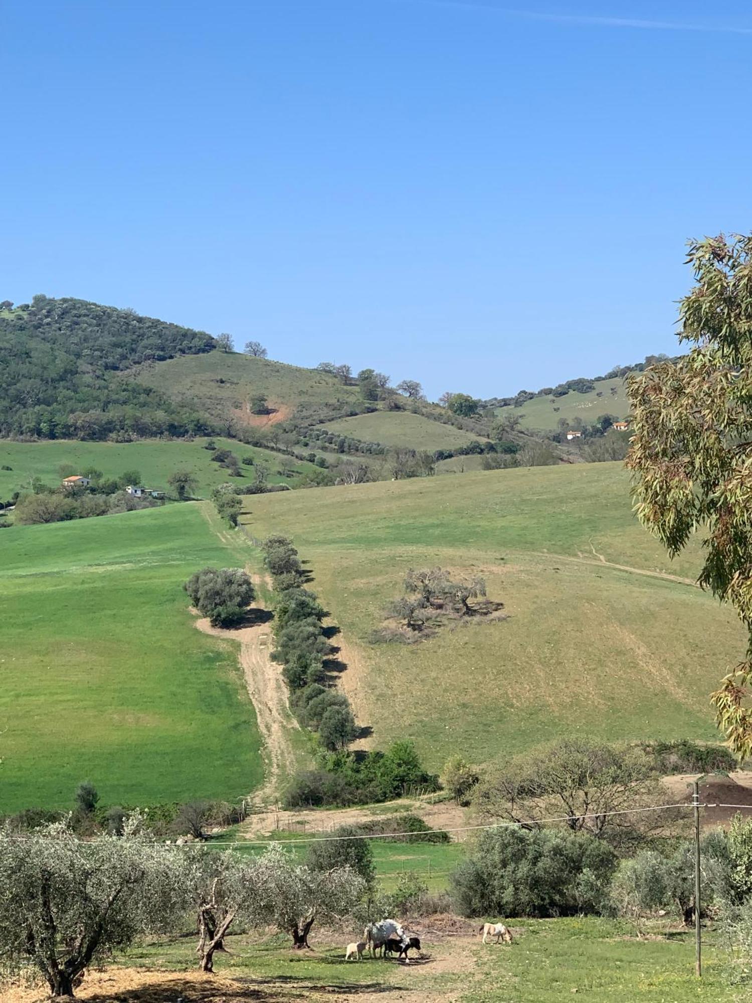 Fattoria Tolomei Campagnatico Kültér fotó