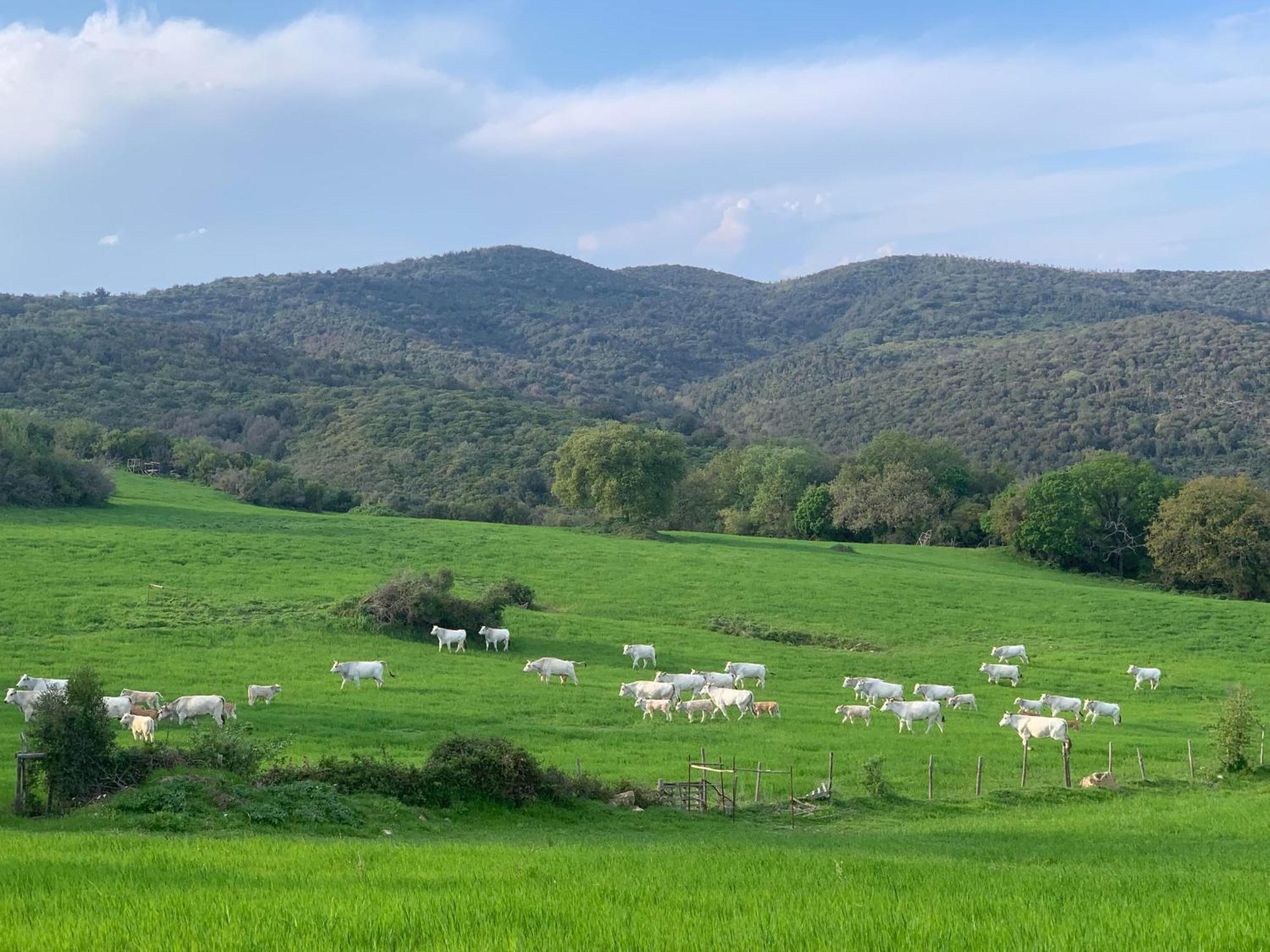 Fattoria Tolomei Campagnatico Kültér fotó