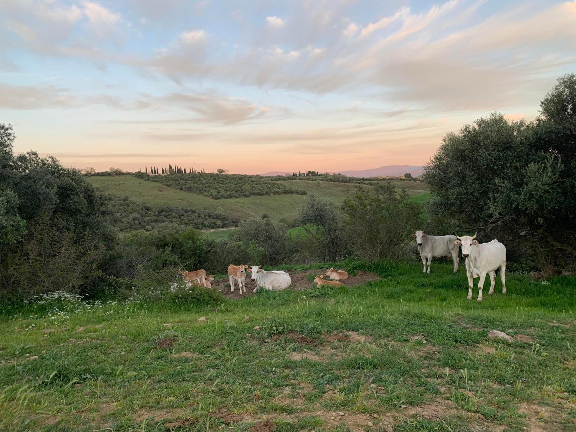 Fattoria Tolomei Campagnatico Kültér fotó